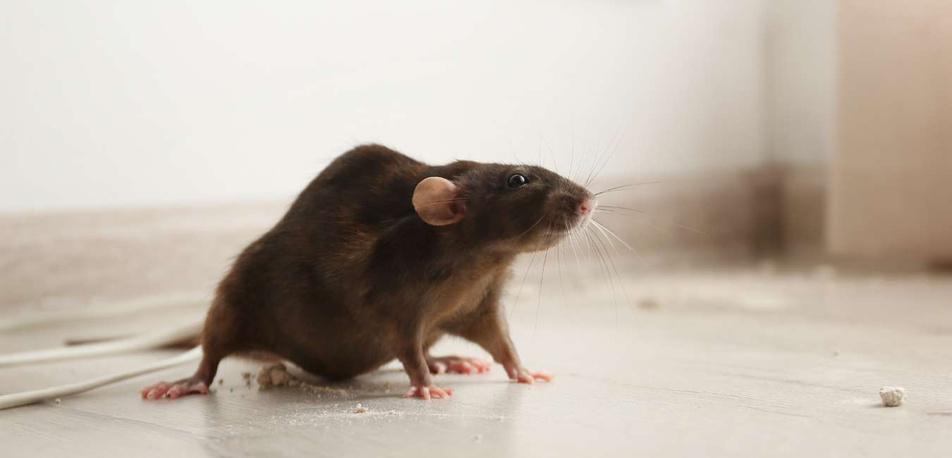 Rodent Control Services in Karachi